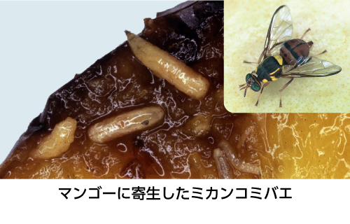 マンゴーに寄生したミカンコミバエの写真