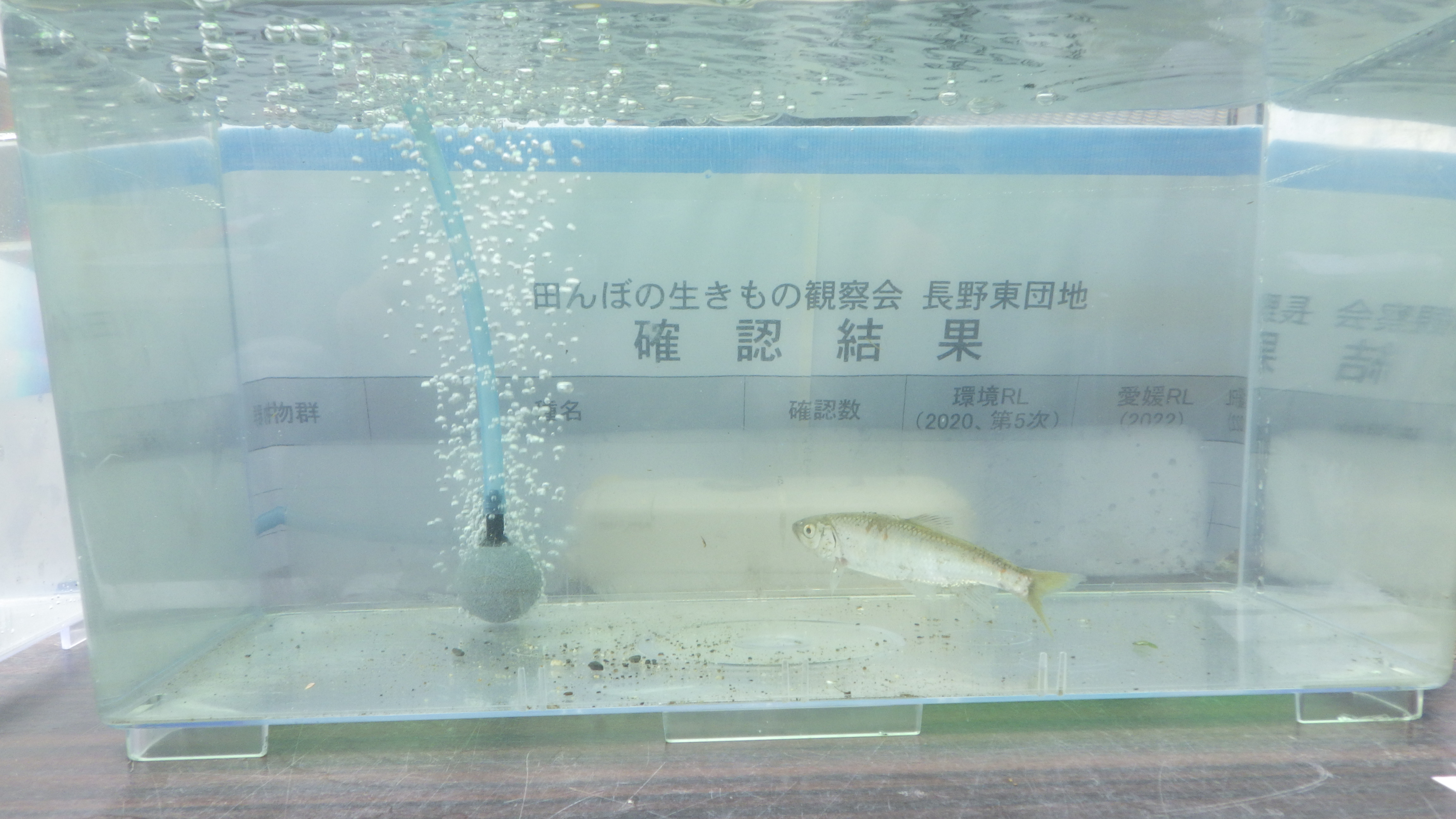 さかな