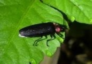 ゲンジボタル写真