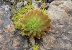 ツメレンゲ写真