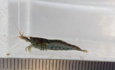 ミナミヌマエビ