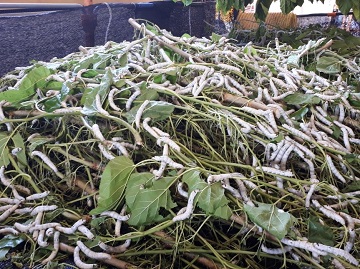 桑の葉を食べる蚕