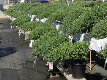 崖から垂れ下がった形をイメージした懸崖菊が並んでいる様子