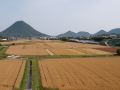 麦秋の讃岐平野
