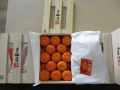 香川小原紅早生みかん(GI登録産品)の初選果