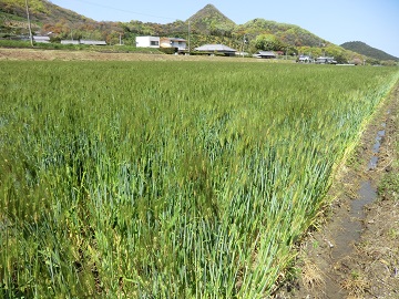 出来映え良好なダイシモチ
