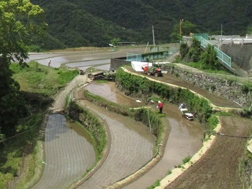 千枚田で田植えを行う
