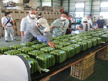 スイカの品質確認作業を行っている