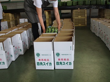 スイカの箱詰め作業中