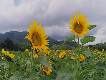帆山地区のひまわりです