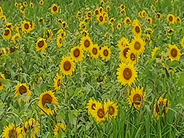 満開のひまわり畑です