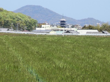ダイシモチと善通寺五重の塔