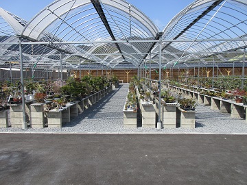 盆栽等の展示及び販売