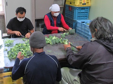 ブロッコリーカット加工の様子