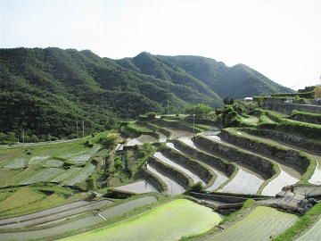 千枚田田植え全体状況