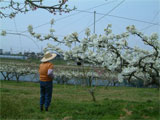 丸亀市 梨の受粉作業