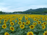 まんのう町 ひまわり