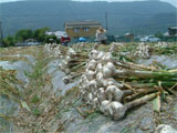 琴平町 にんにくの収穫作業