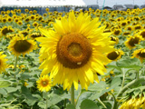 丸亀市 ひまわり