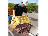 早くもワインの仕込み作業始まる