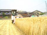 高松市 はだか麦の刈り取り作業