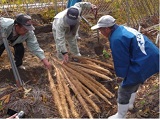 自然薯の収穫始まる