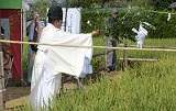 新嘗祭献上米の抜穂式が開催されました