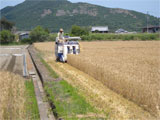 さぬき市 小麦の収穫作業