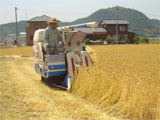 高松市 裸麦の収穫作業