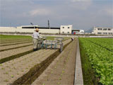 観音寺市 レタスの定植作業