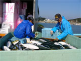 東かがわ市 「ひけた鰤」の出荷作業