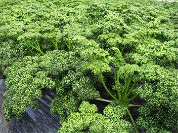 濃い緑色で高品質