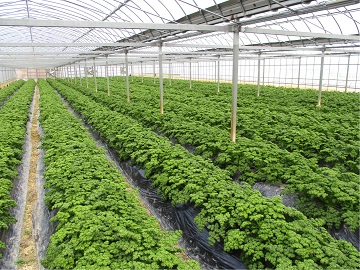 ハウス一面のパセリ