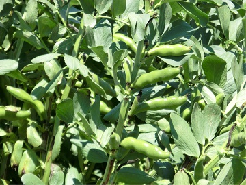 莢(さや)の様子