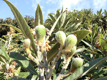 幼果(果経は10~20㎜)