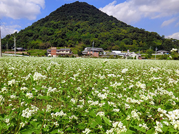 ほ場の様子(背景の山は堤山(羽床富士))