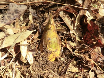 収穫前のたけのこ