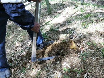 収穫作業の様子