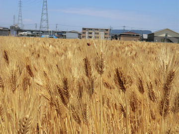 黄金色に実ったはだか麦