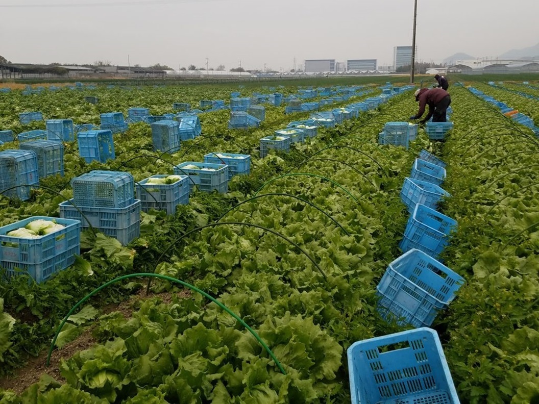 レタス栽培の様子