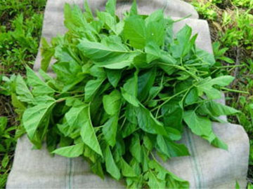 摘み取った生葉