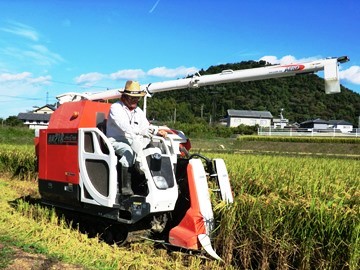 おいでまいの収穫風景