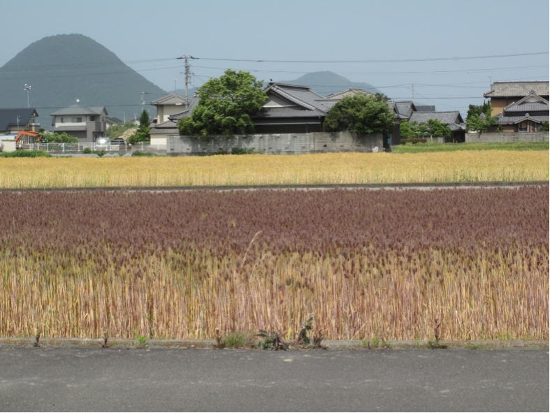 ダイシモチ・イチバンボシ