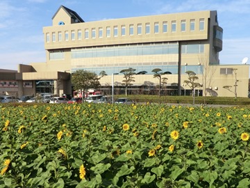 役場前のひまわり