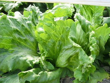 順調に生育している春レタス