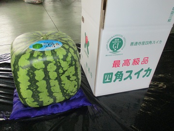 愛らしい座布団姿のスイカ