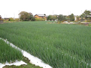 ネギのほ場