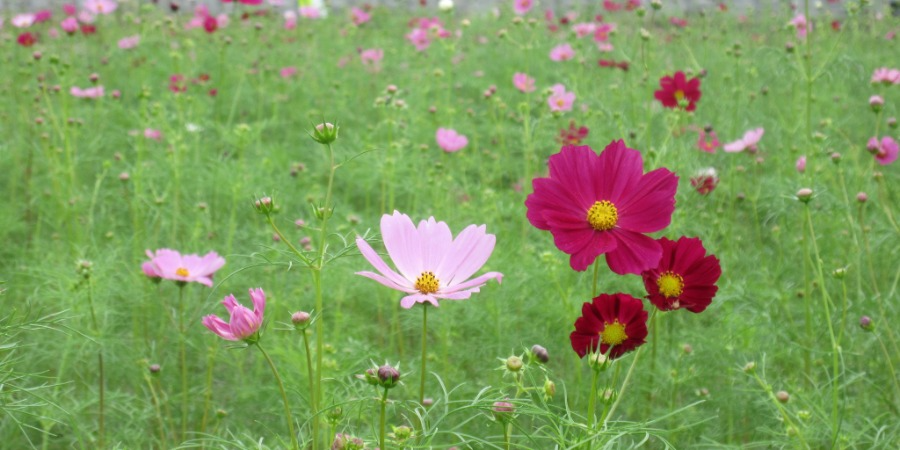 コスモス畑