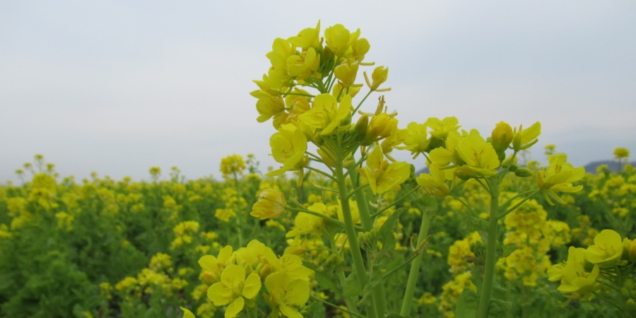 菜の花畑