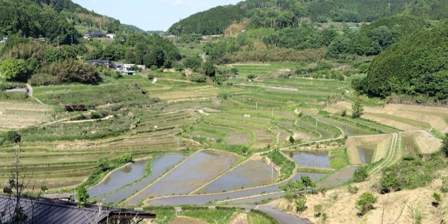 棚田の田植え風景（美咲町大垪和西地区）